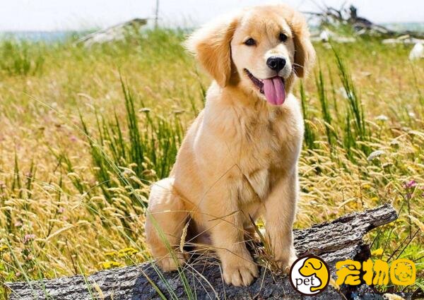 怎么教教狗狗定点大小便，掌握正确的方法后并不难