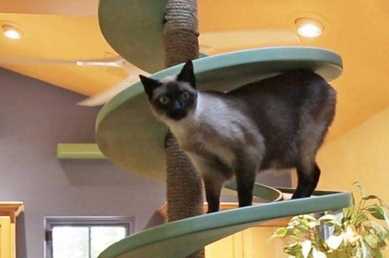如何让猫喜欢猫爬架