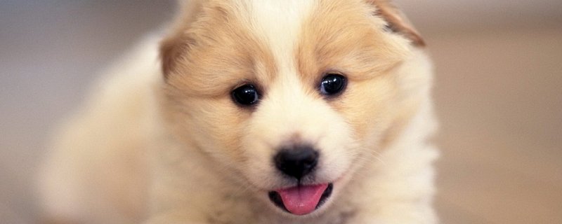 狗狗肚子胀很硬总喝水