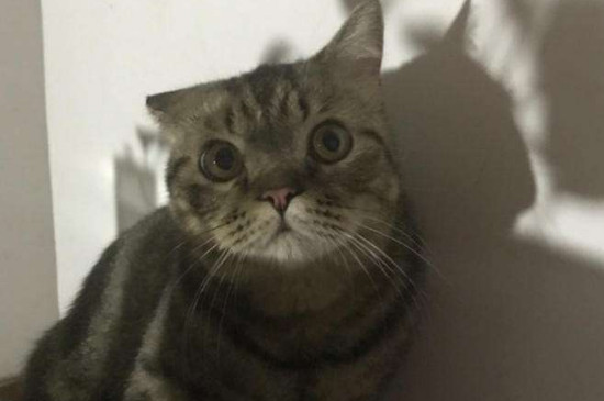 价格700元左右的猫，什么猫价格在700左右