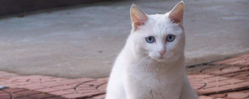 被猫抓了怎么办有划痕
