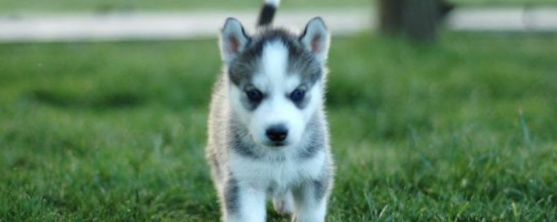 幼犬20天可以吃狗粮吗
