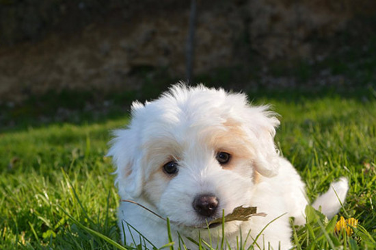 贵宾犬不吃饭可以活多久
