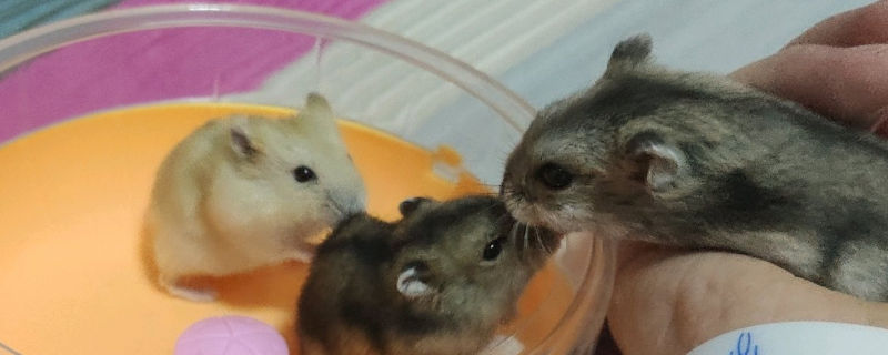 仓鼠被踩了一脚怎么办
