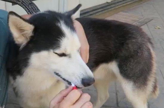 狗狗洗牙的好处与坏处