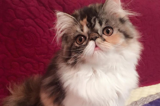三花加菲猫怎么看品相
