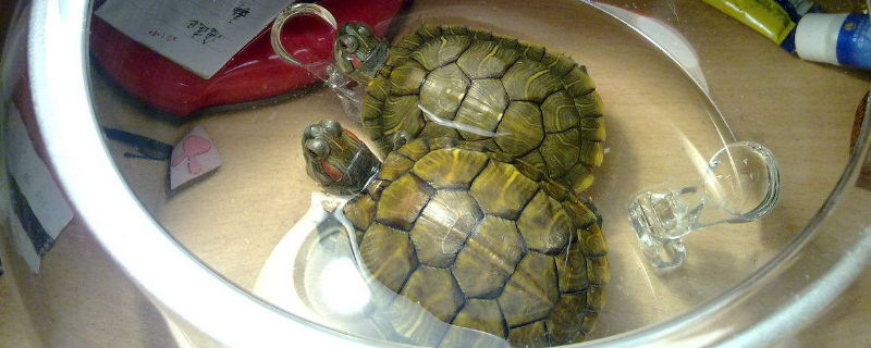 乌龟吃蚯蚓么