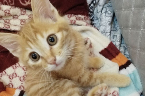 养一只橘猫技巧