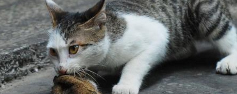 被小野猫咬出血