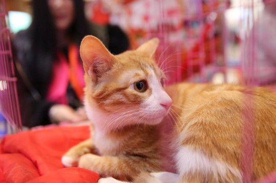 怎么领养猫