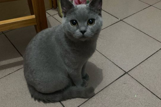 蓝猫会捉老鼠吗