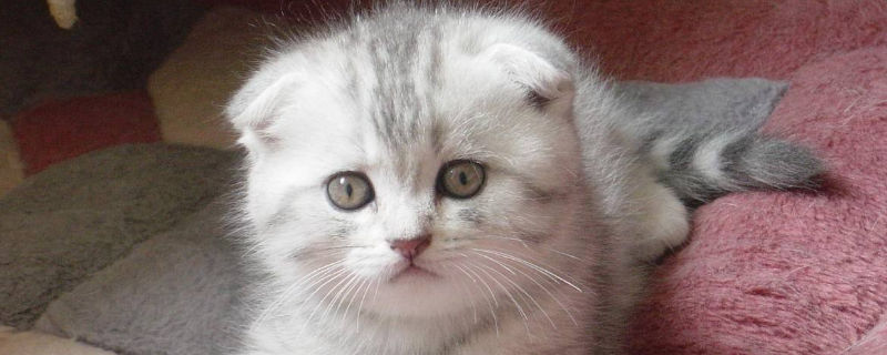 小猫怎么看是不是折耳