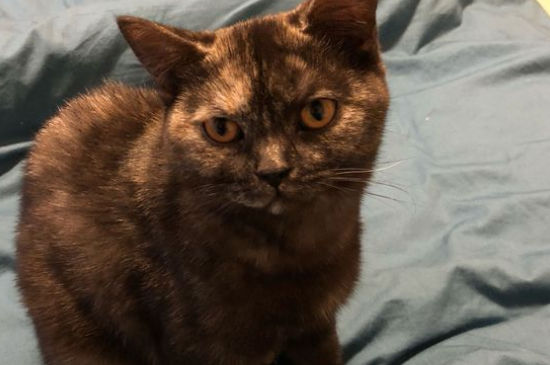 宠物猫要打什么针