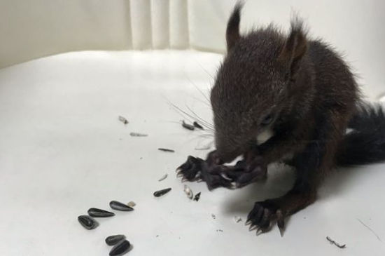 魔王松鼠养一只还是一对
