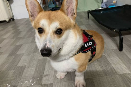 狗狗得了细小吃什么药