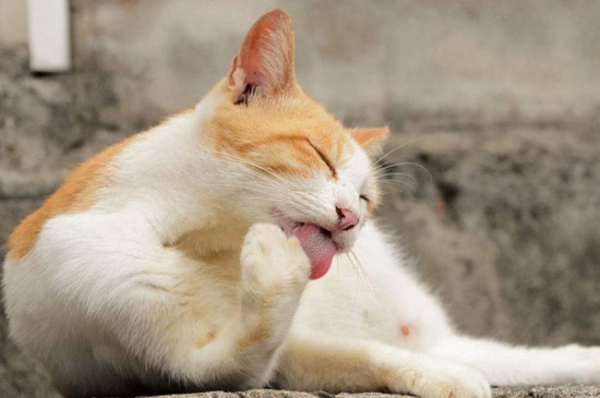 猫毛怎么打扫