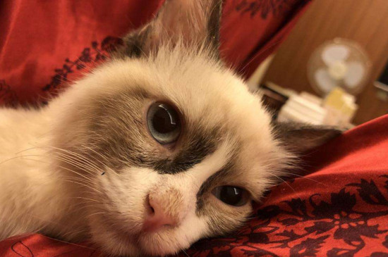 猫感觉困了有什么表现