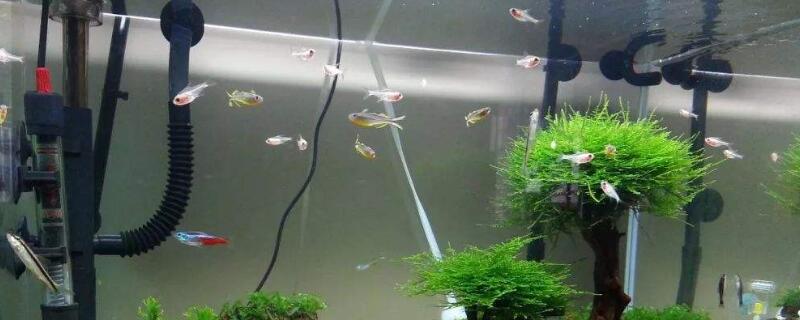 鱼缸粪便多久自然分解