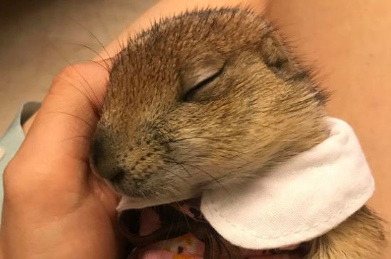 养土拨鼠臭吗
