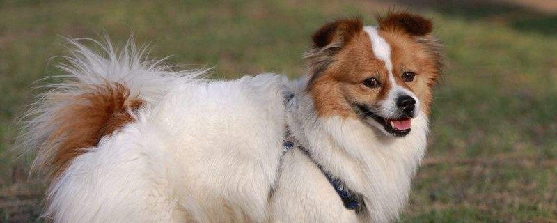 不纯种蝴蝶犬价格多少