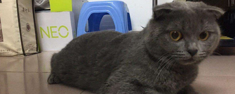 折耳猫为什么会发病