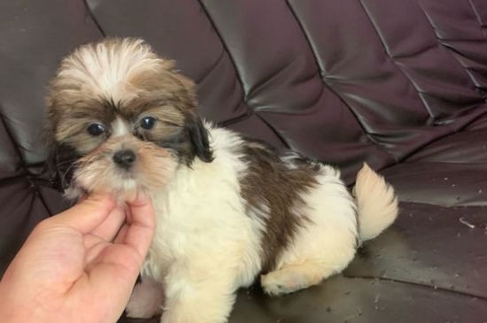 西施犬对主人喜欢的表现