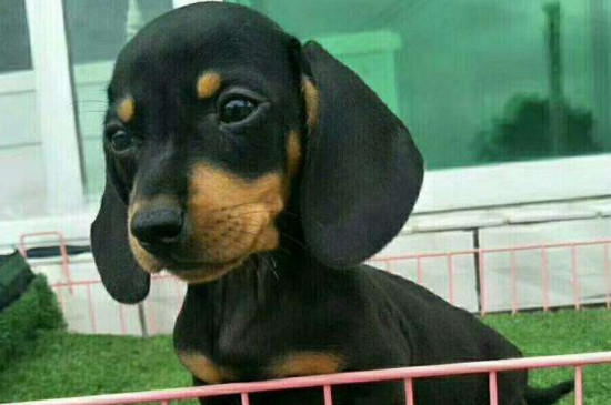 腊肠犬的优点和缺点