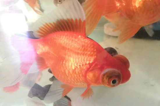 小金鱼肚子鼓鼓的