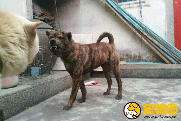虎斑犬能旺主人，曾是清代乾隆御园十大名猎犬之一