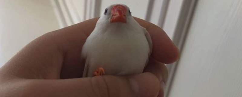 珍珠鸟怎么养不飞走