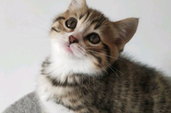 猫的寿命一年是多少岁