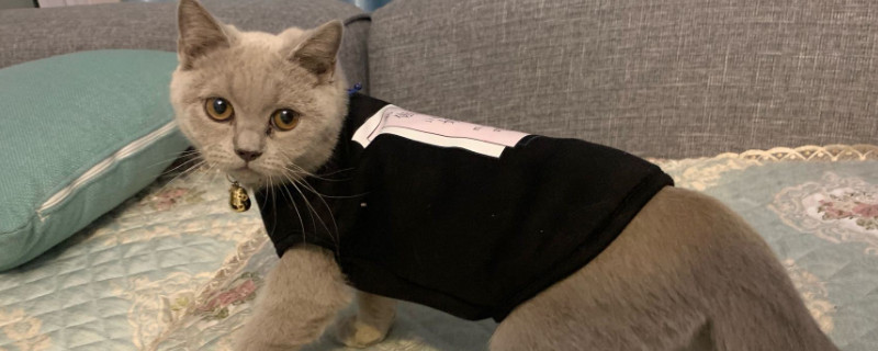 宠物猫多久驱虫