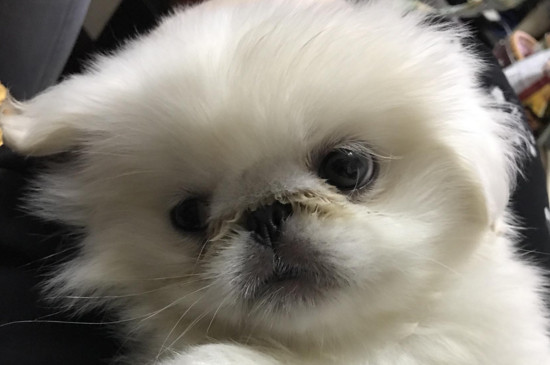 狗狗感冒的症状有哪些