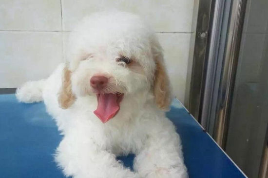 狗狗鼻子上面红红的