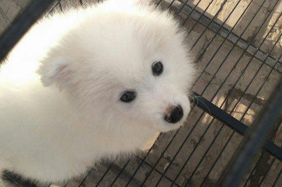 狗狗肚子咕噜咕噜响