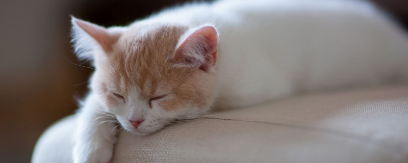 猫咪轻轻咬你代表什么