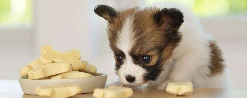 李子狗狗能吃么