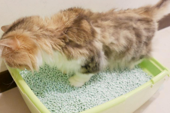 猫猫不在猫砂上厕所