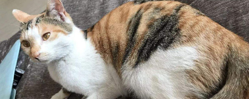 猫身上小红点凸起