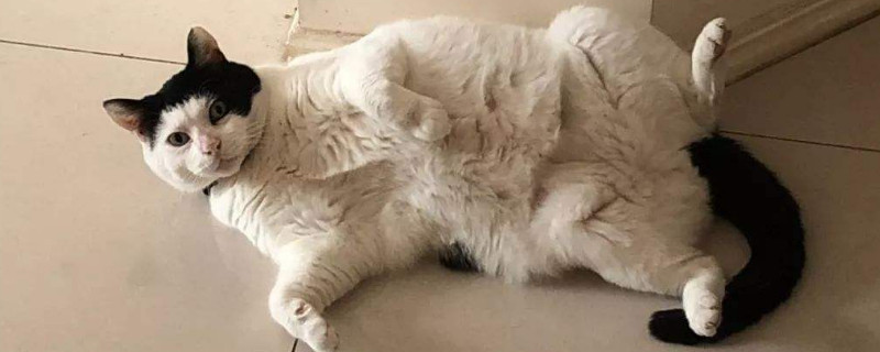 为什么我虐猫猫还粘我