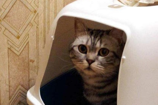 两只未绝育公猫可以一起养吗