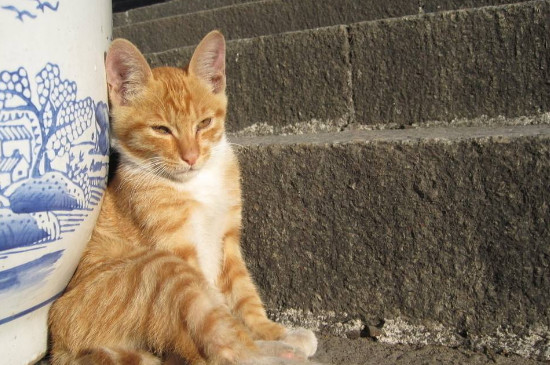 猫放屁臭吗