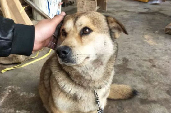 狗狗胸前有个凸起的包，狗狗胸脯上长了个包