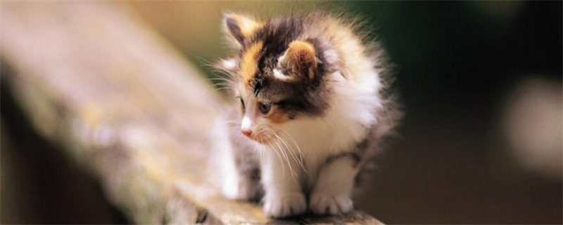如何判断母猫怀孕