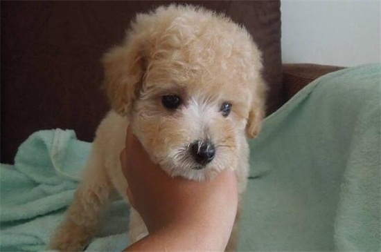 泰迪用什么洗澡好，专用犬类沐浴液更利于毛发生长