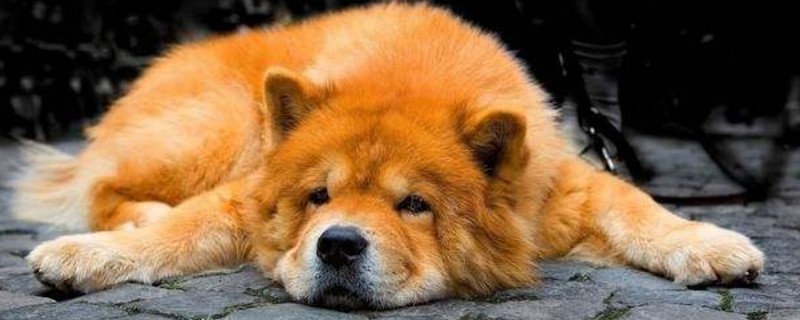 狗来月经要注意些什么