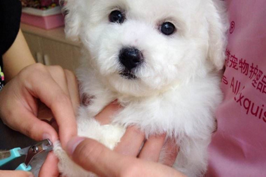 比熊犬喂养常识