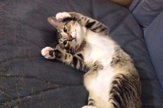 十几天的小猫怎么喂养