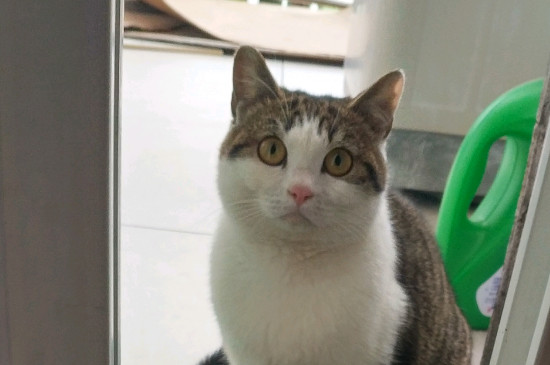 猫脖子皮下有硬包