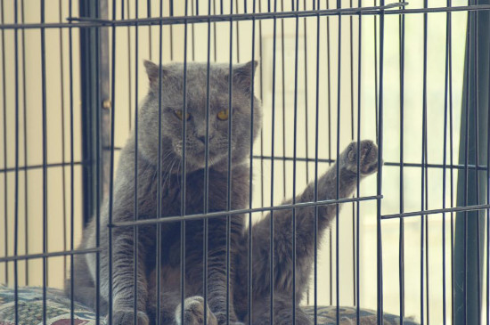 养猫上班要关笼子里吗